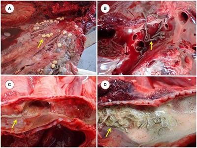 Molecular investigation of endoparasites of marine mammals (Cetacea: Mysticeti, Odontoceti) in the Western Mediterranean